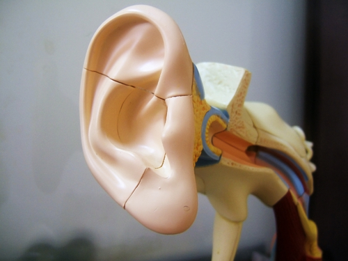 model of the ear